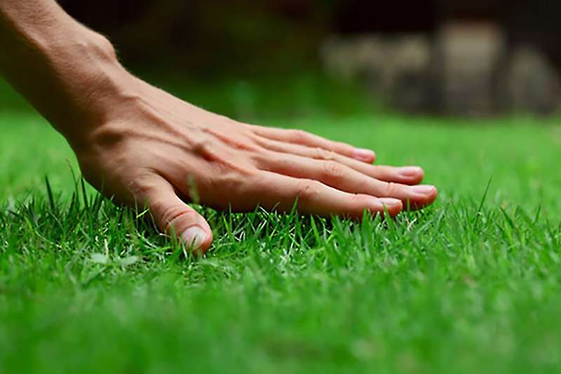Seeding